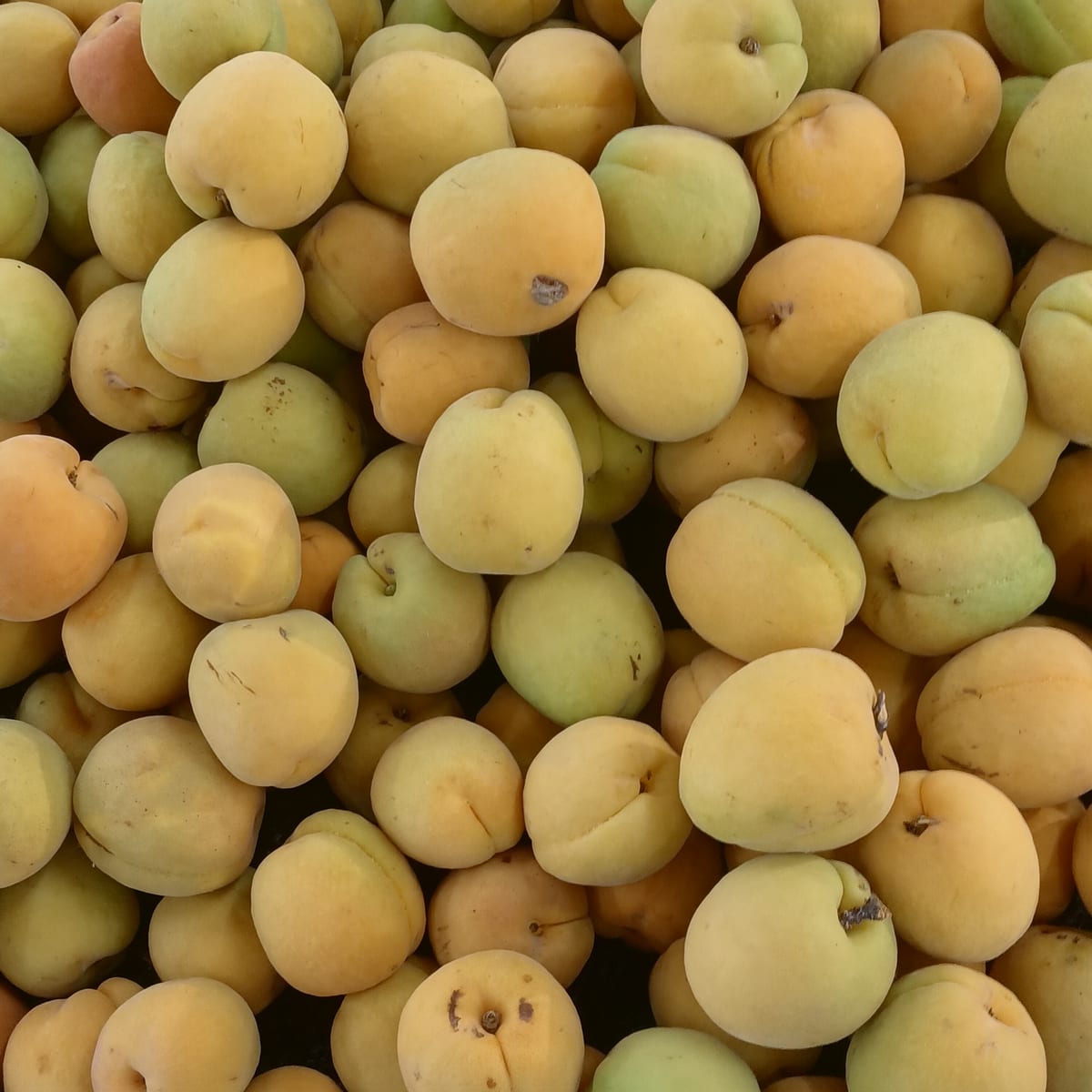 Abricots jaunes frais en vrac