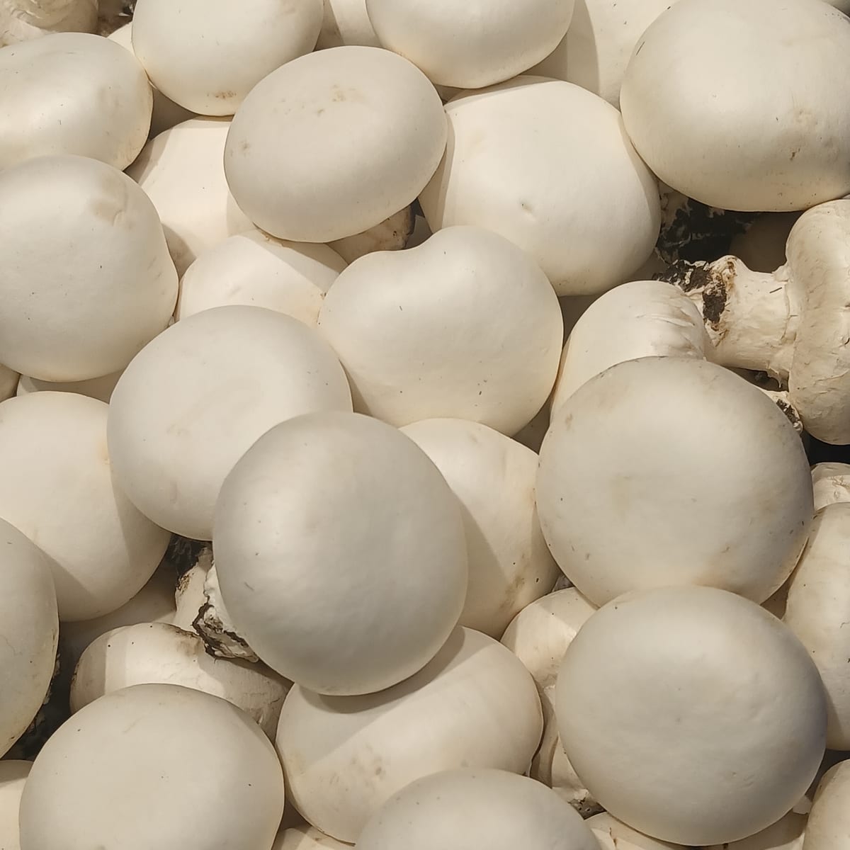 Champignons de Paris blancs du commerce