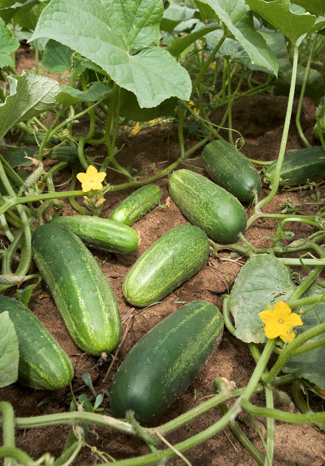 Concombres sur leurs plants au potager
