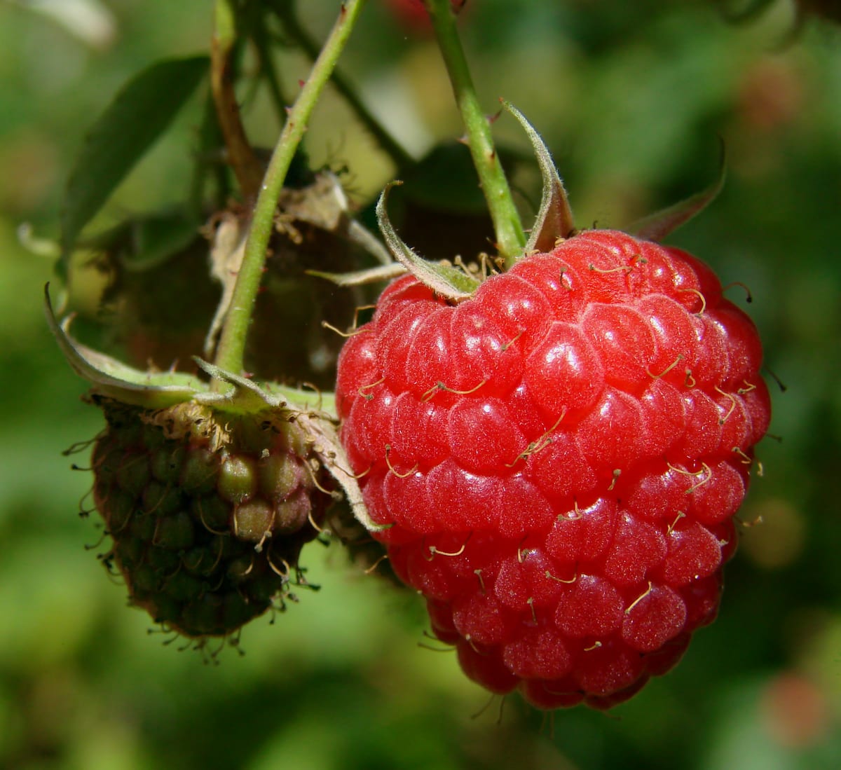 Framboise mûre sur sa branche