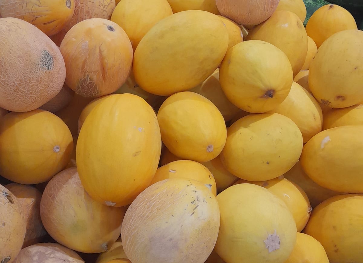 Melons de type cantaloup sur un étal