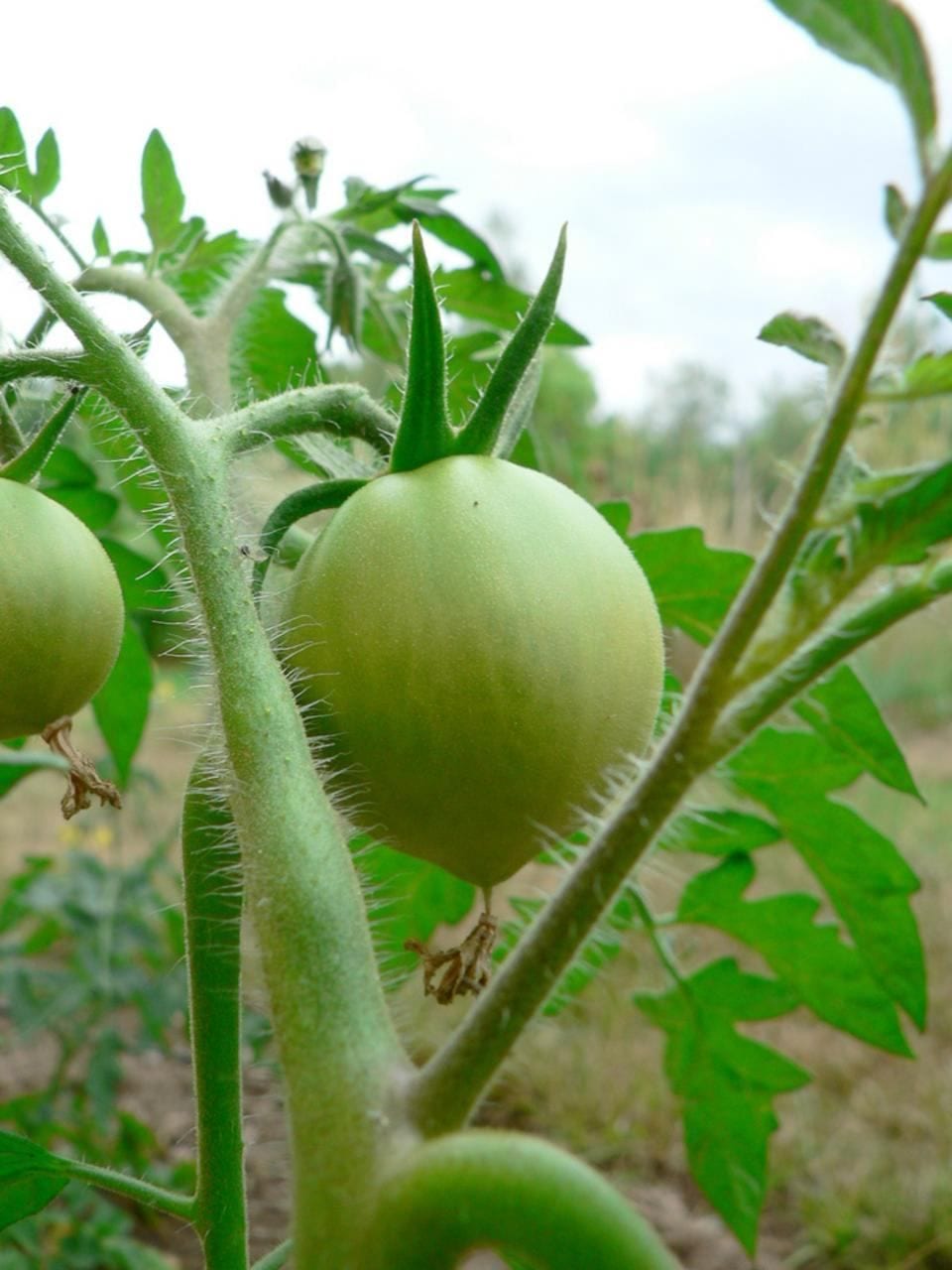 Tomate verte non mûre encore sur le plant, toxique pour le chien et le chat