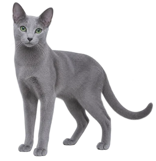 Illustration de la race Bleu Russe (alimentation chat)