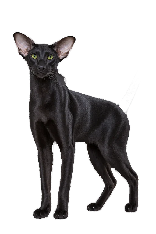 Illustration de la race Oriental (alimentation chat)