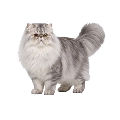 Illustration de la race Persan (alimentation chat)