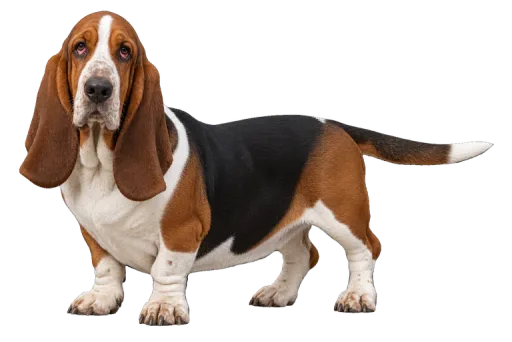 Illustration de la race Basset Hound (alimentation chien)