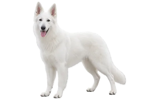 Illustration de la race Berger Blanc Suisse (alimentation chien)