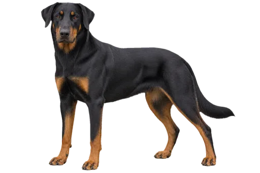 Illustration de la race Berger de Beauce (Beauceron) (alimentation chien)
