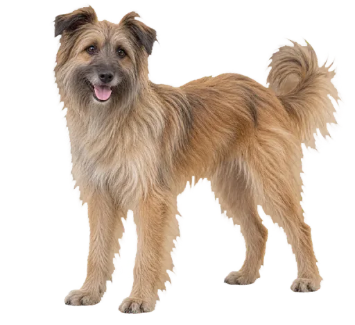 Illustration de la race Berger des Pyrénées (alimentation chien)