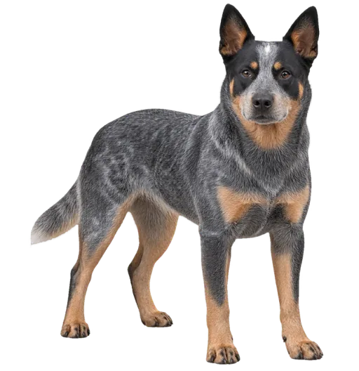 Illustration de la race Bouvier Australien (Cattle Dog) (alimentation chien)