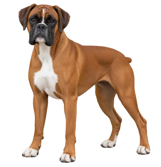 Illustration de la race Boxer (alimentation chien)