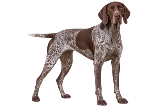 Illustration de la race Braque Allemand (alimentation chien)