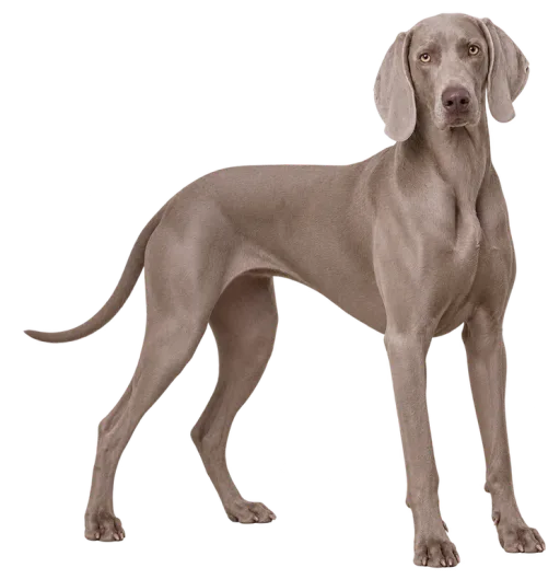 Illustration de la race Braque de Weimar (alimentation chien)