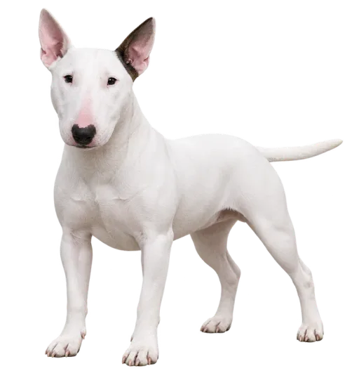 Illustration de la race Bull Terrier Miniature (alimentation chien)