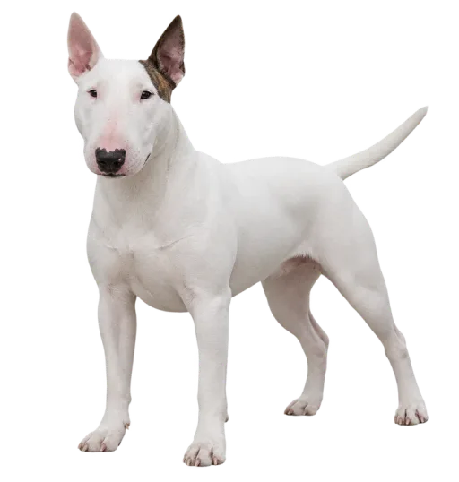 Illustration de la race Bull Terrier (alimentation chien)
