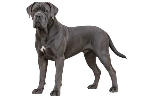 Illustration de la race Cane Corso (alimentation chien)