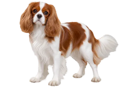 Illustration de la race Cavalier King Charles (alimentation chien)