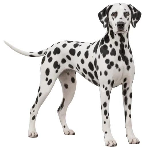 Illustration de la race Dalmatien (alimentation chien)