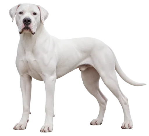 Illustration de la race Dogue Argentin (alimentation chien)