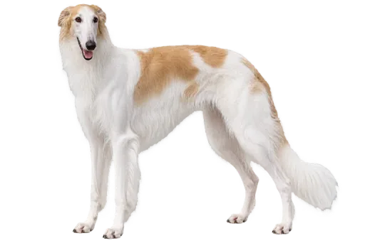 Illustration de la race Lévrier Barzoï (alimentation chien)