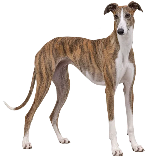 Illustration de la race Lévrier Greyhound (alimentation chien)