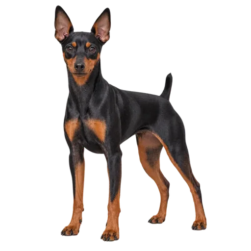 Illustration de la race Pinscher nain (alimentation chien)