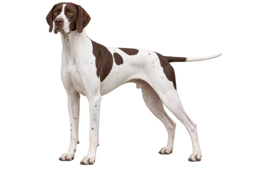 Illustration de la race Pointer (alimentation chien)
