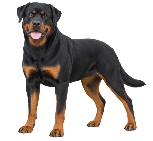 Illustration de la race Rottweiler (alimentation chien)