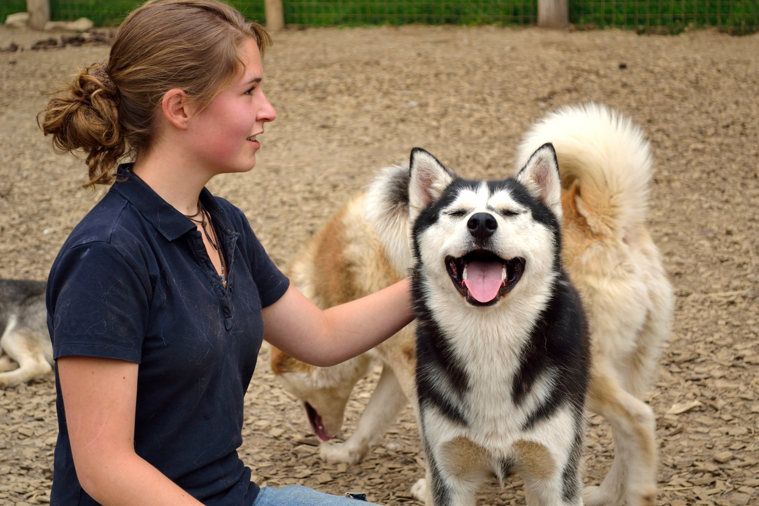 Croquette chien Animal Services Distribution