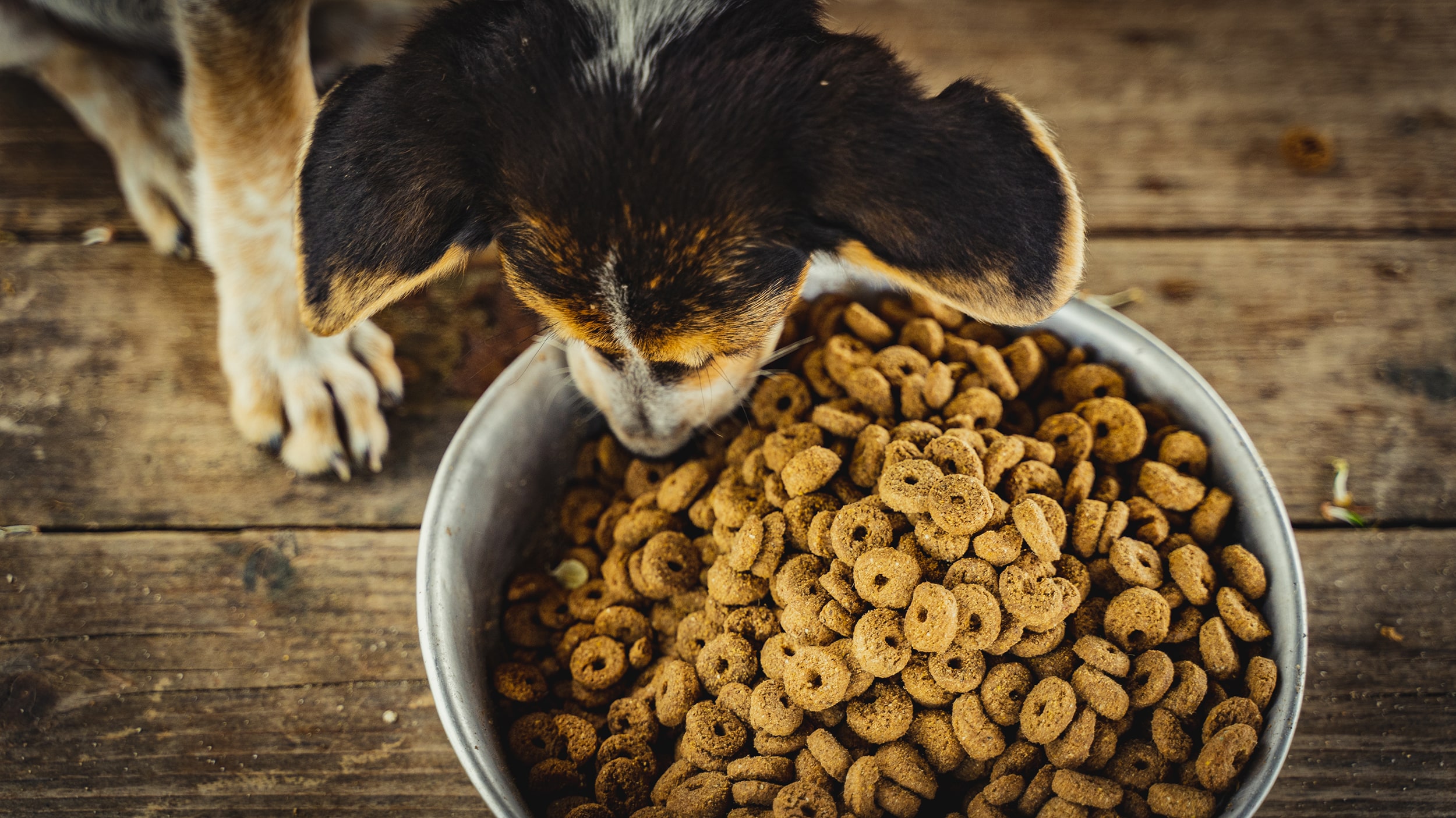 Croquette chien Animal Services Distribution